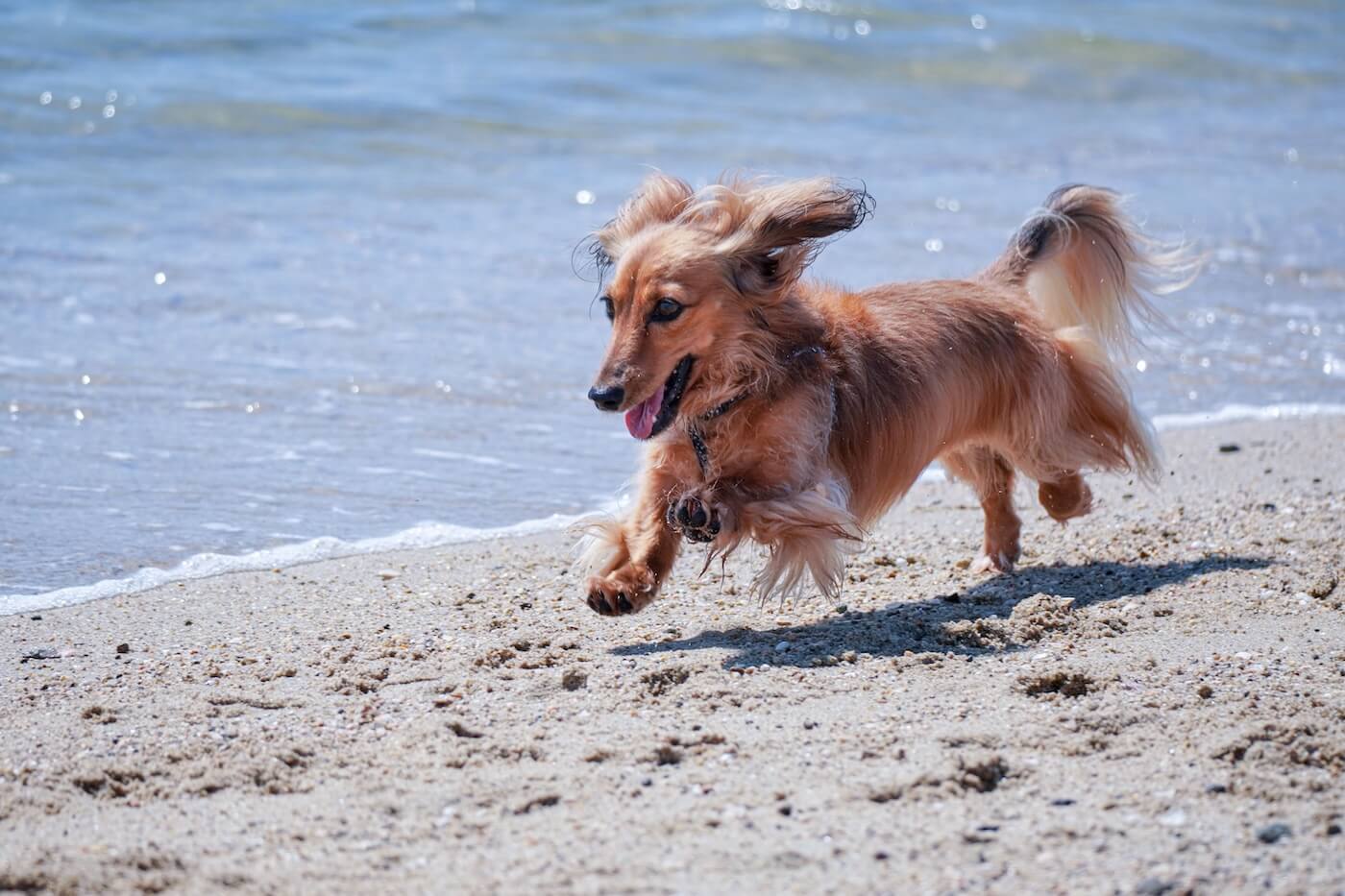 Small dog running on beach