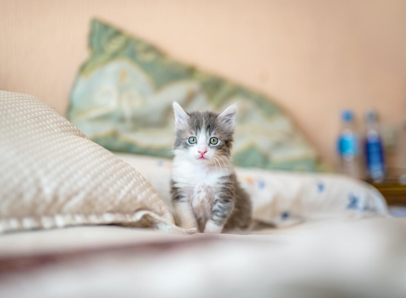 Small gray kitten on bed