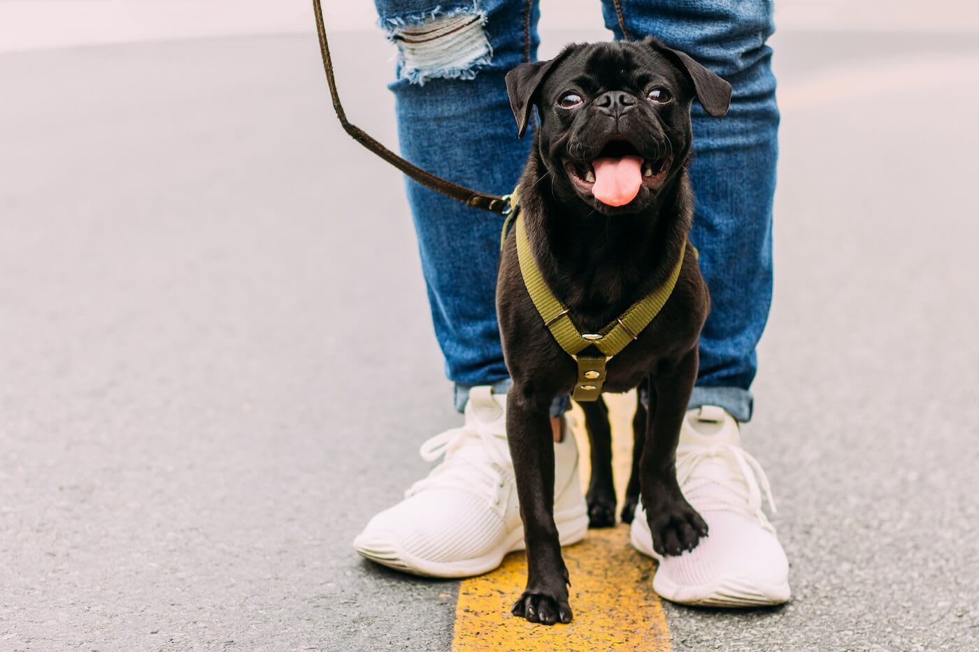 Little black dog on a walk