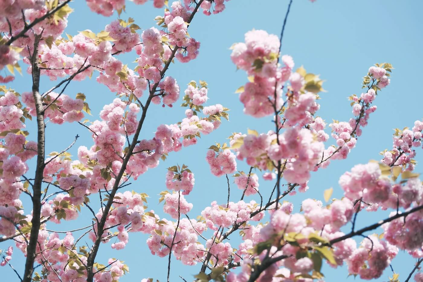 Cherry blossoms against a blue sky