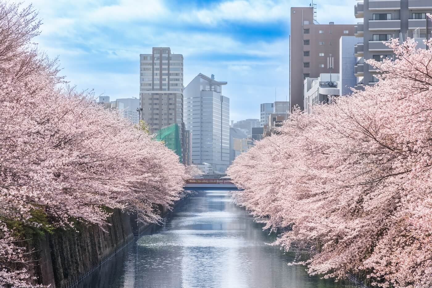 Cherry blossoms on the river in Meguro Ward Tokyo