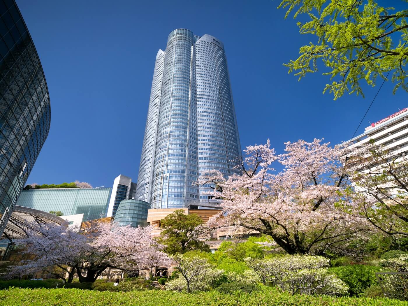 Cherry blossoms and building in Minato Ward Tokyo
