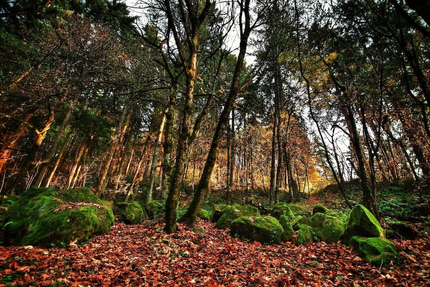 Trees in a forest