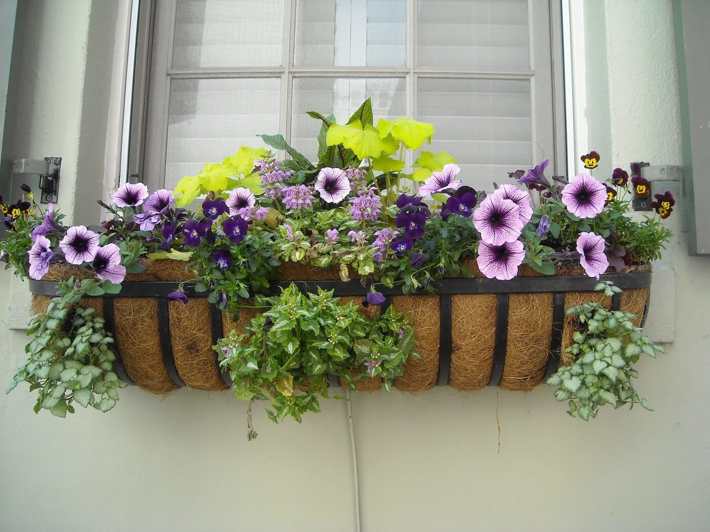 Purple flowers in a window box