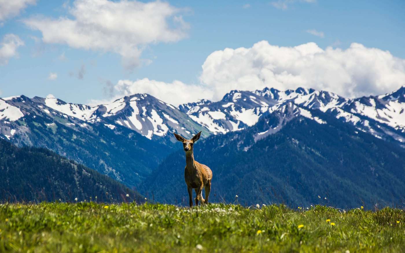 Hurricane Ridge in Olympic National Park