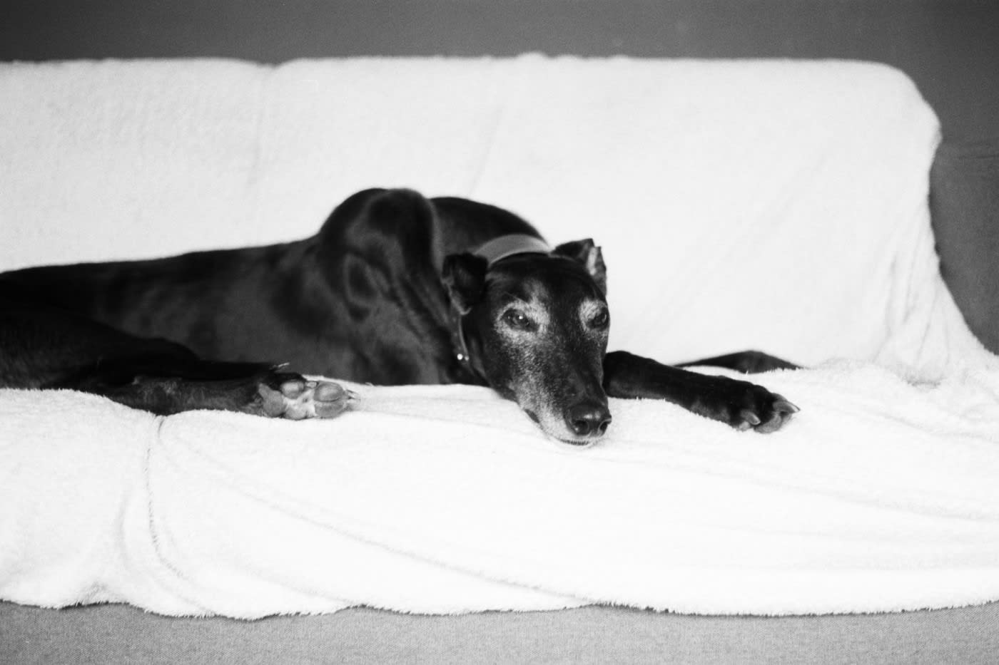 greyhound dog laying on the bed