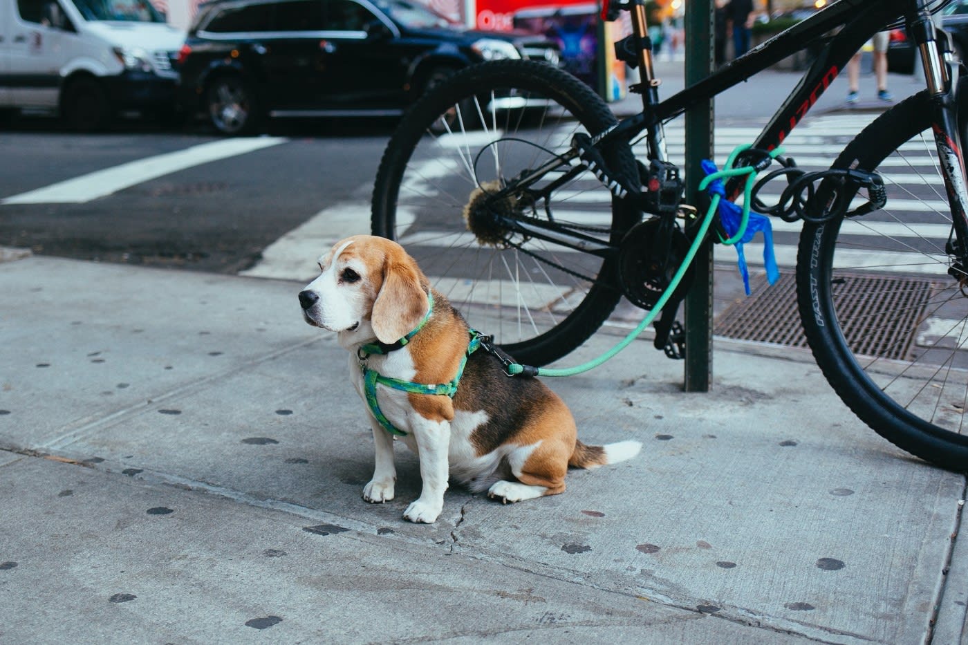 A beagle with it's leash tied on a bike in NYC