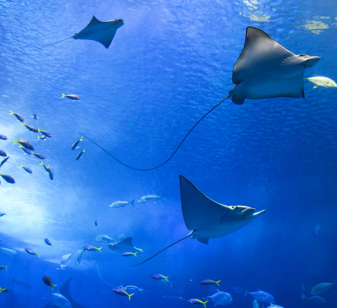 big aquarium tank with fish and stingrays
