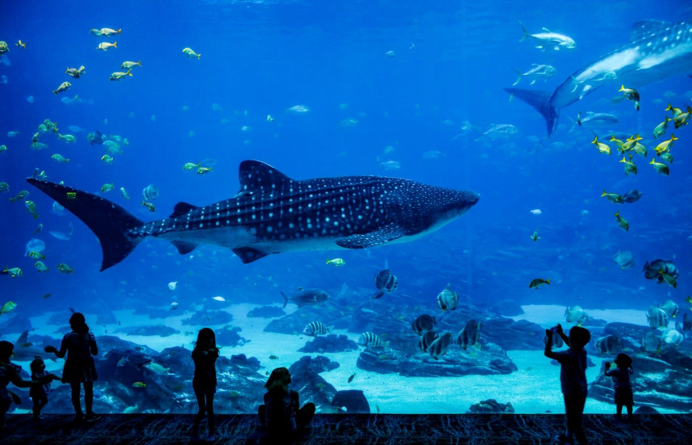 A whale shark inside the National Aquarium in DC