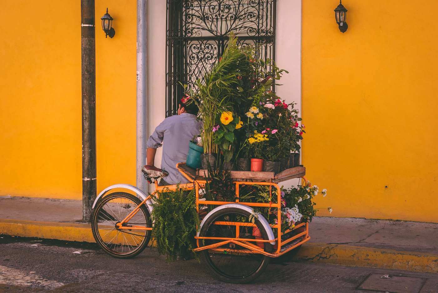 a plant vendor in Mexico City