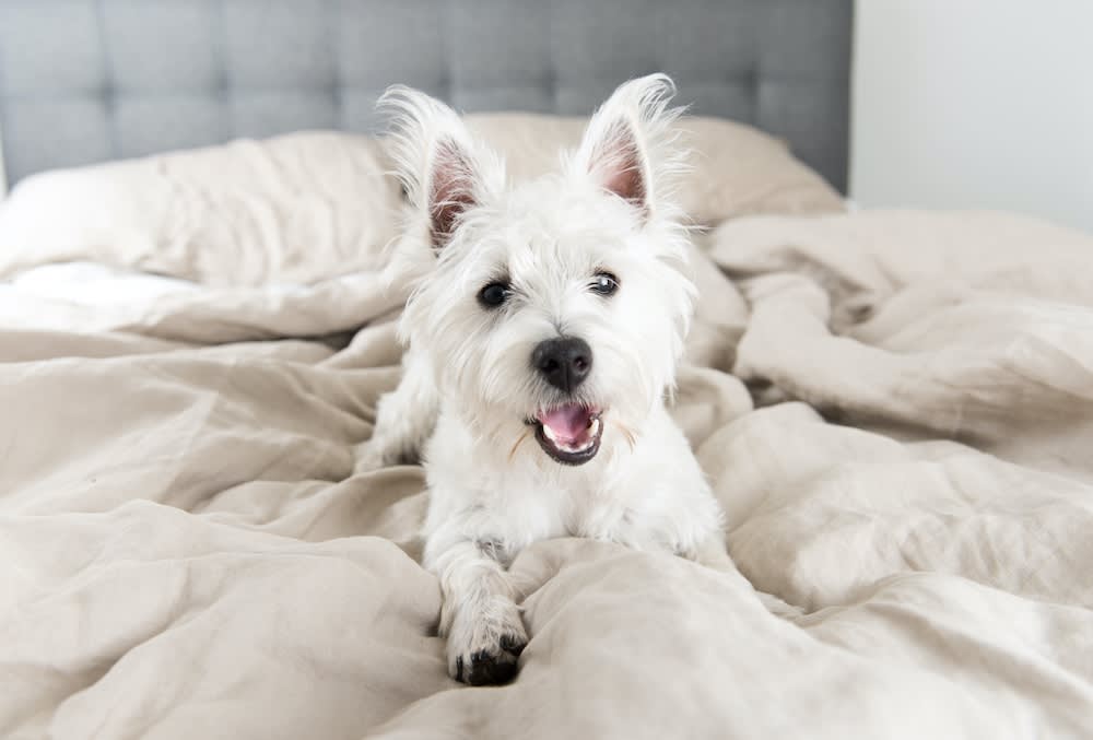 A terrier in an apartment