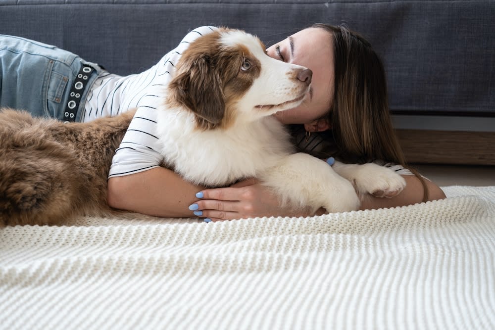 Australian shepherd