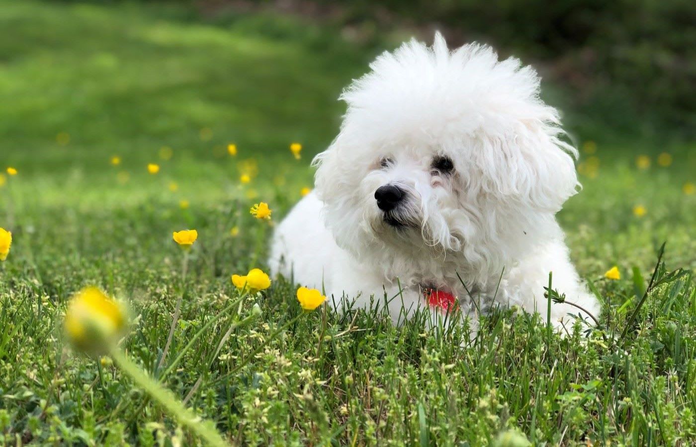 A white furry bichon frise sitting on a field of green grass and yellow flowers.