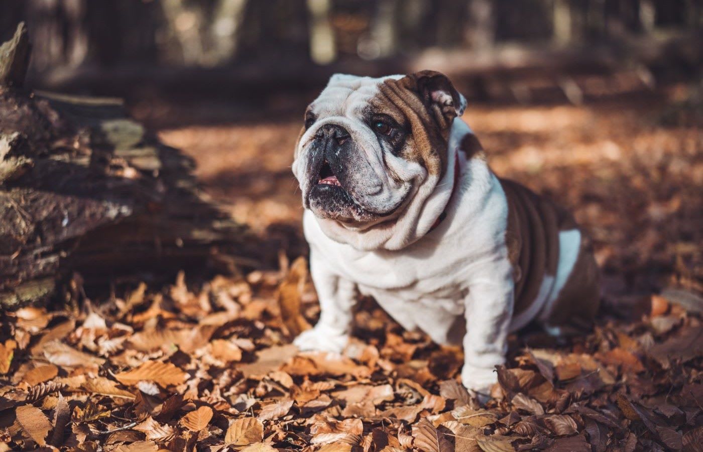 An english bulldog sitting on fallen autumn leaves.