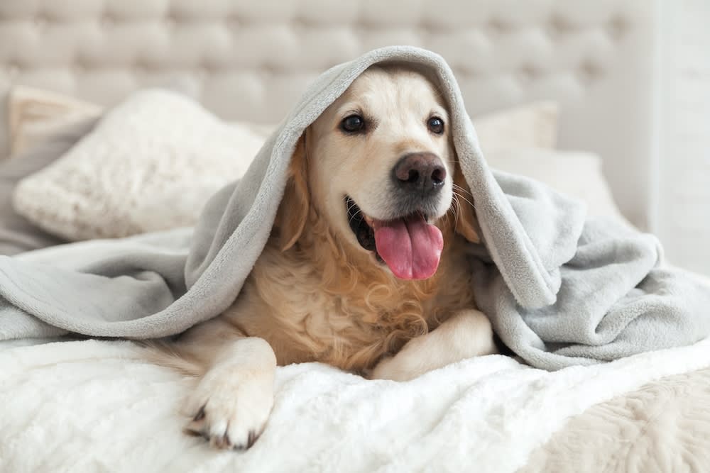 Golden retriever dog