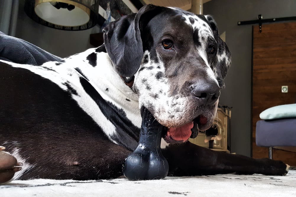 Great Dane | dog