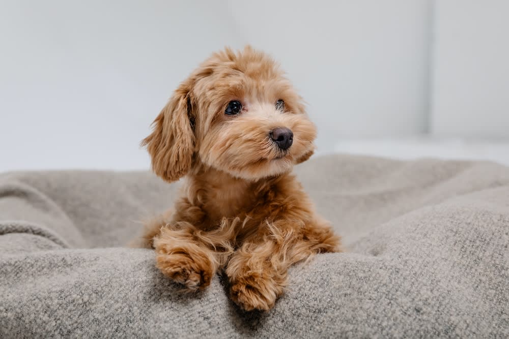 Maltese dog