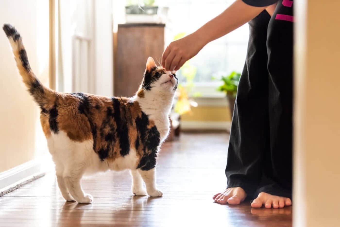 a person around the corner petting a cat on the head