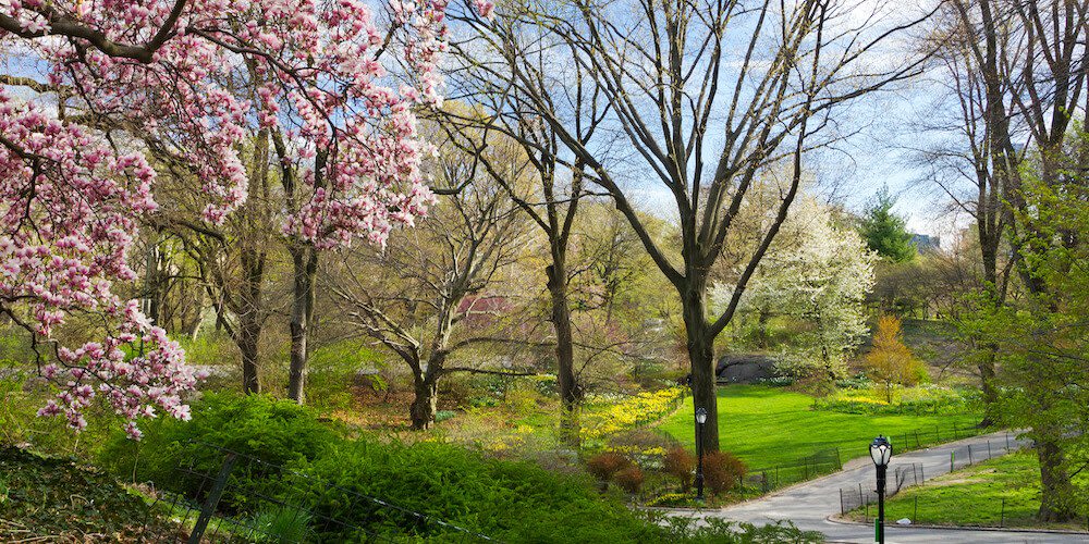 Central park in New York City
