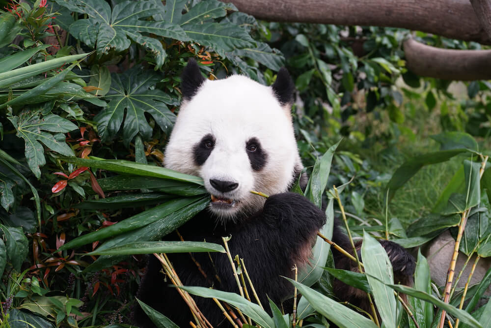 Panda at the National Zoo in Washington DC