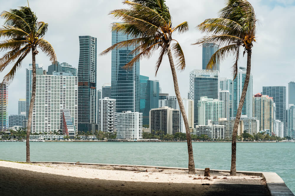 Palm trees in Miami