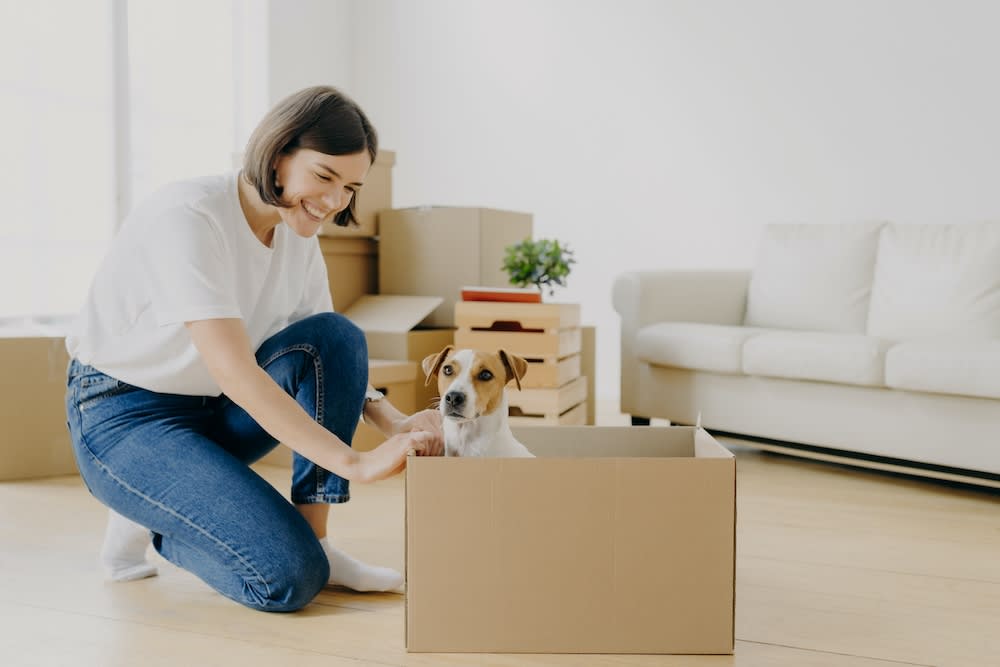 a dog adjusts to a new home