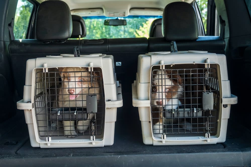 transporting two dogs
