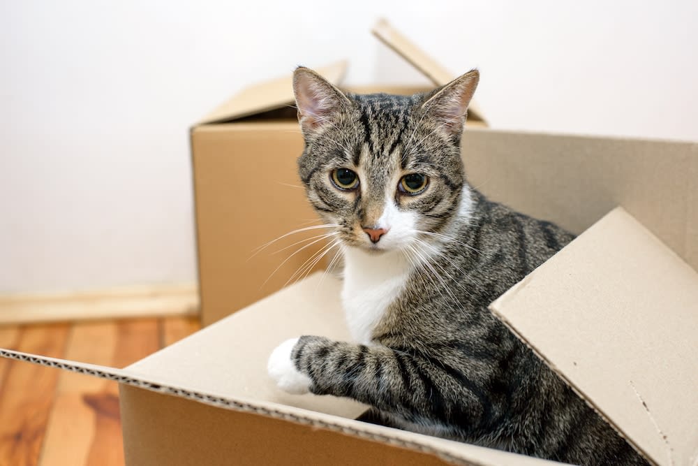 a cat hides in a box