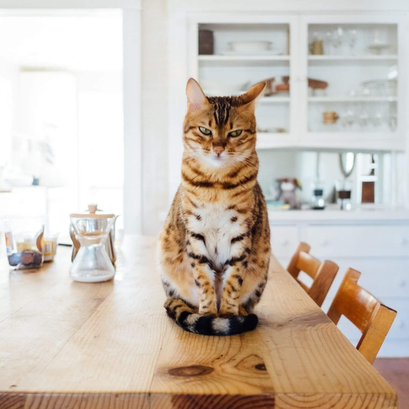 cat sitting on a dining table