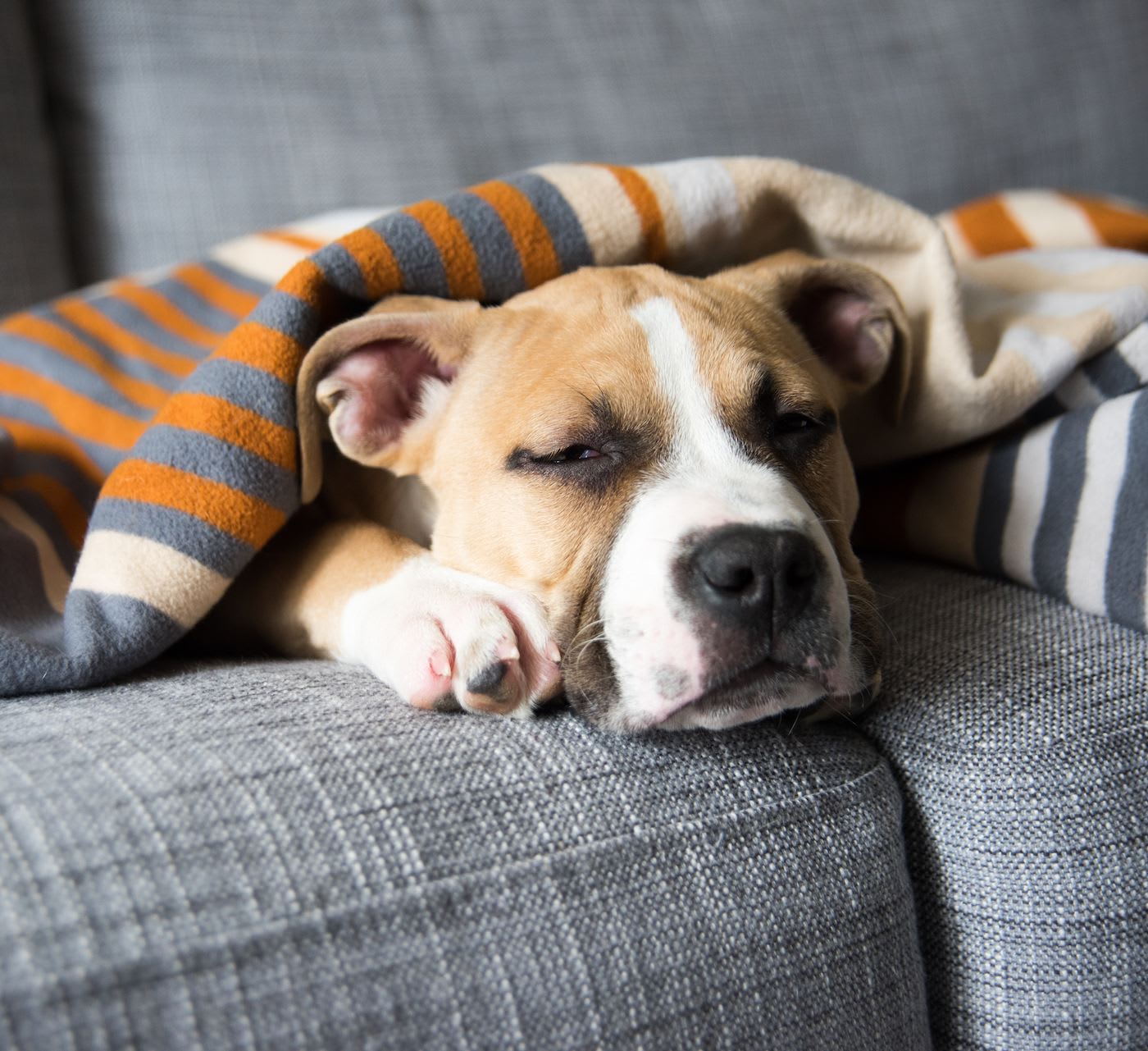 large dog sleeping on the couch covered with a blanket
