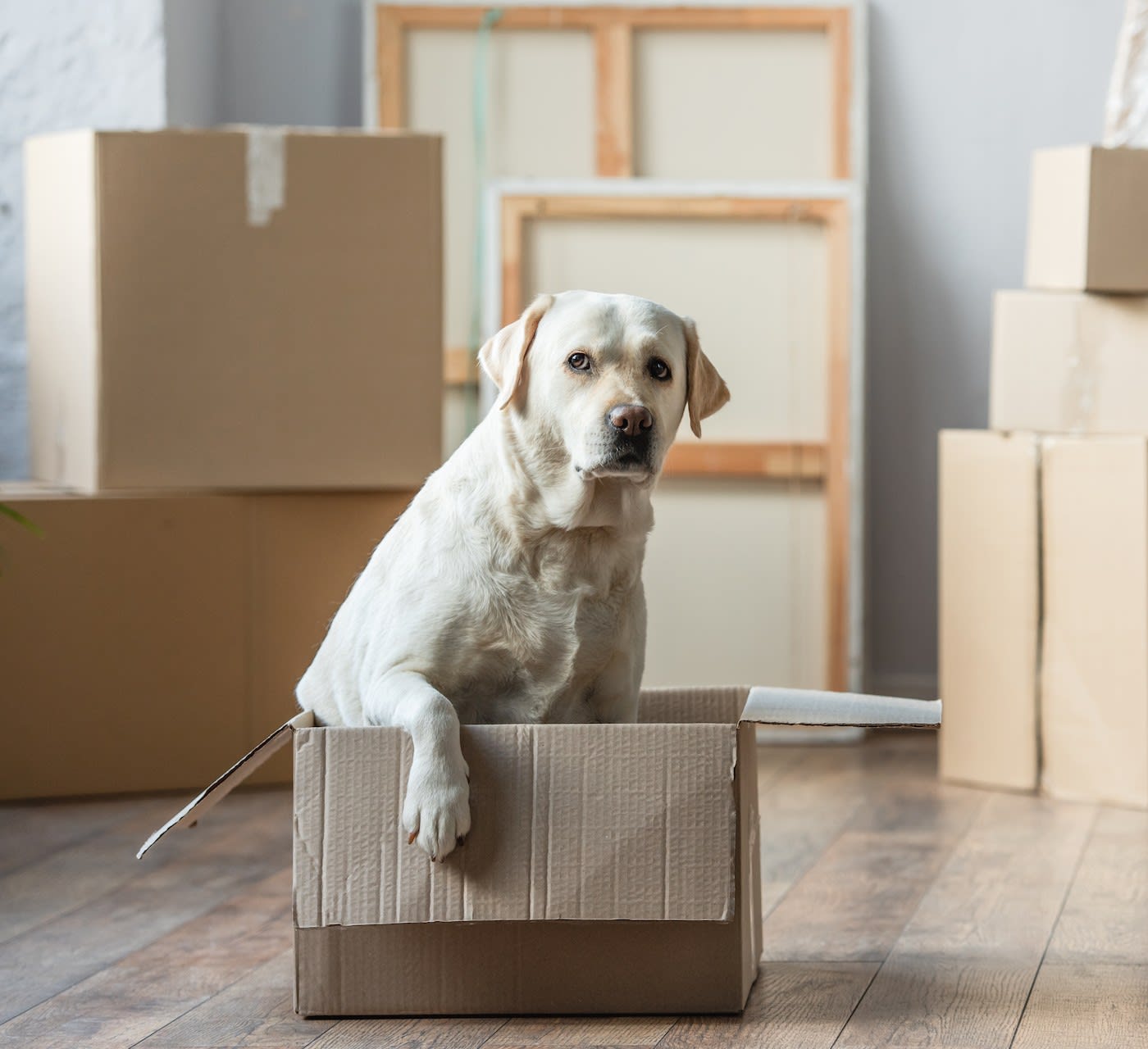 a white labrador in a moving box