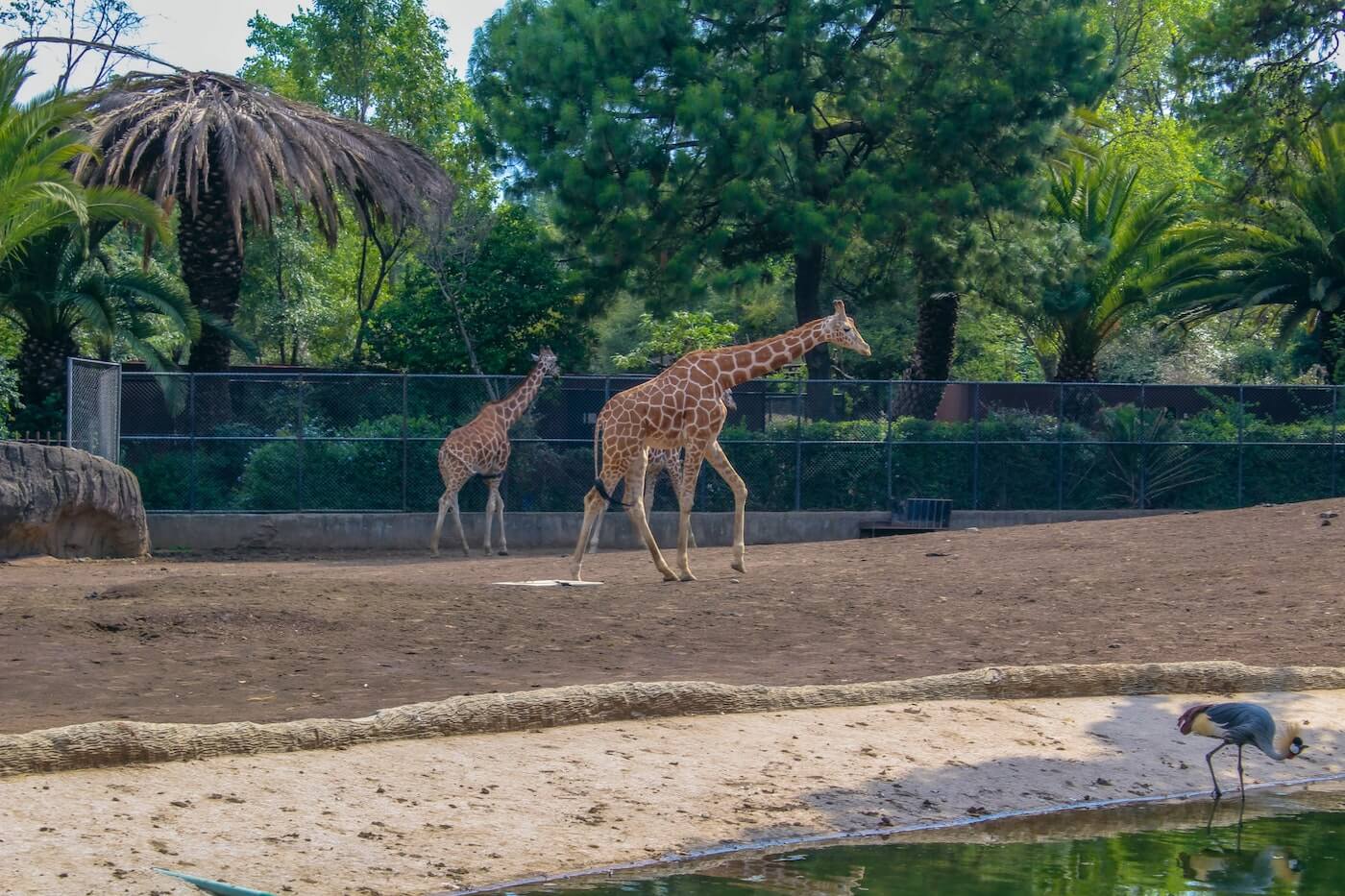 giraffes at the zoo in chuapeltec park, mexico city