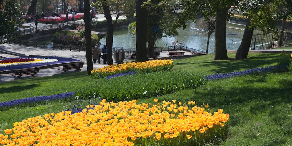 Colorful tulip flowers in Istanbul at Besiktas Yildiz Park
