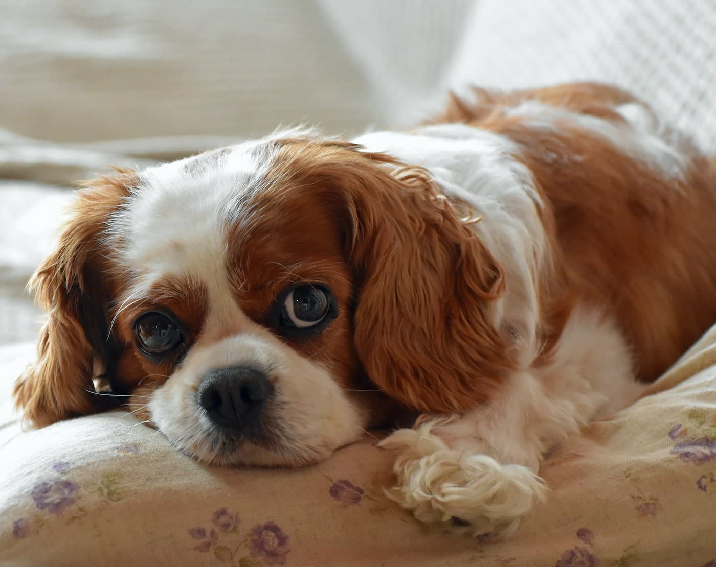 cavalier king charles spaniel puppy laying on a pillow