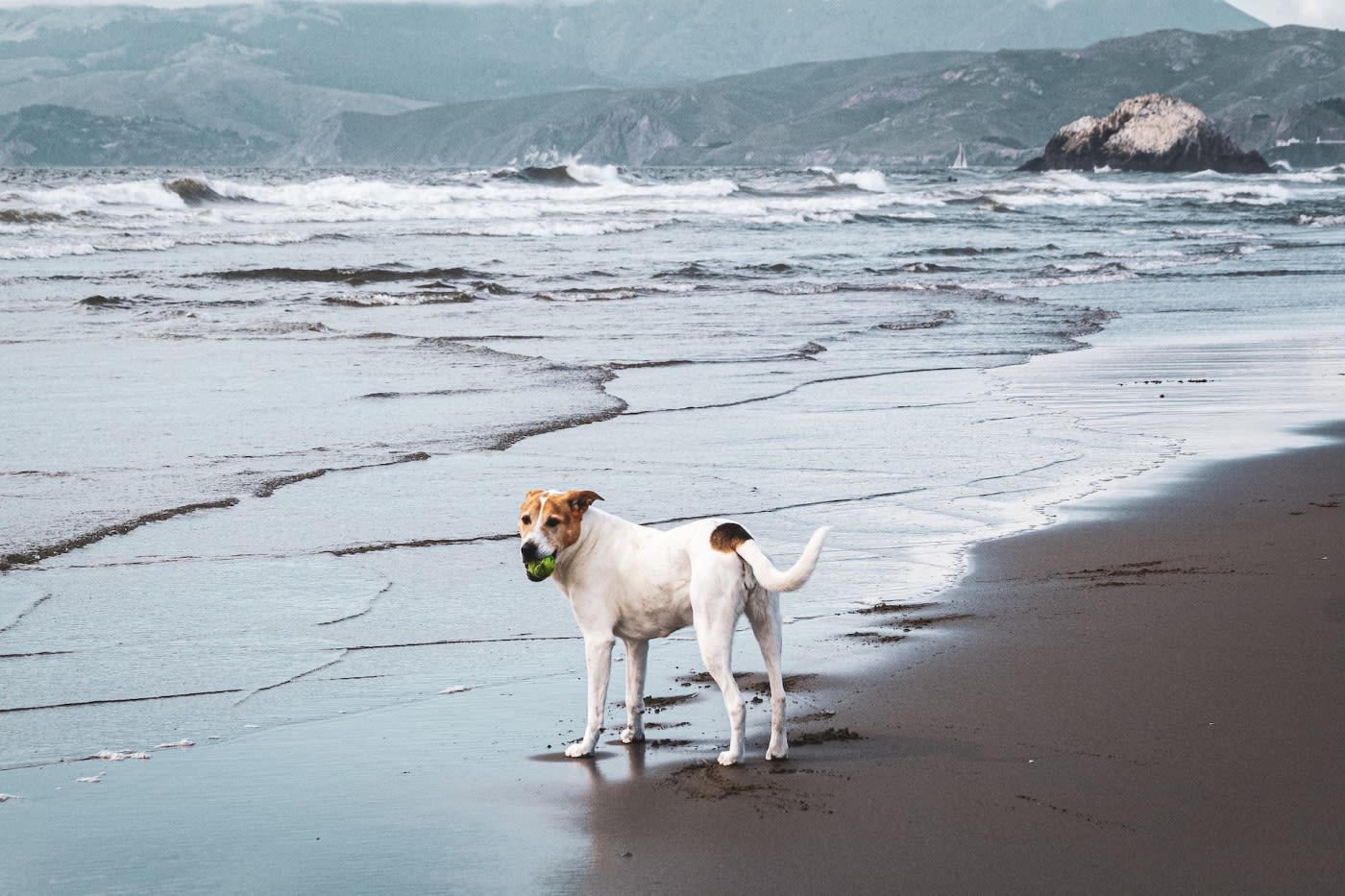 a dog playing fetch at Ocean Beach SF