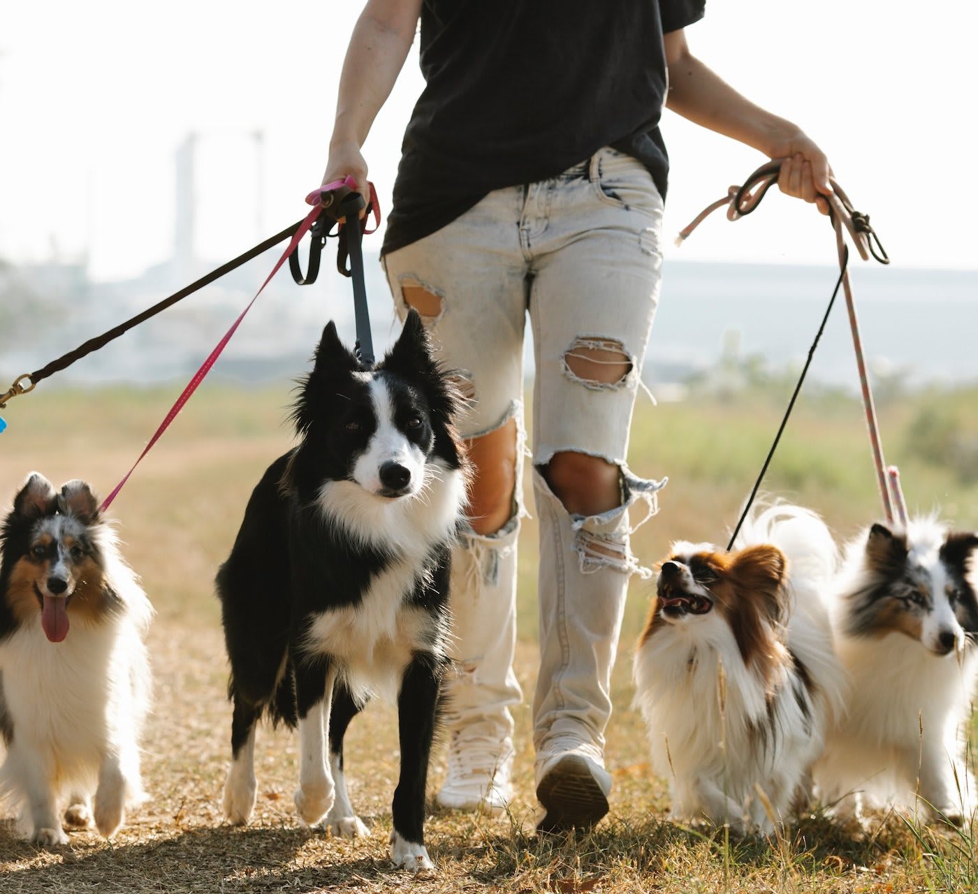 woman holding multiple dog leashes while walking them in a field