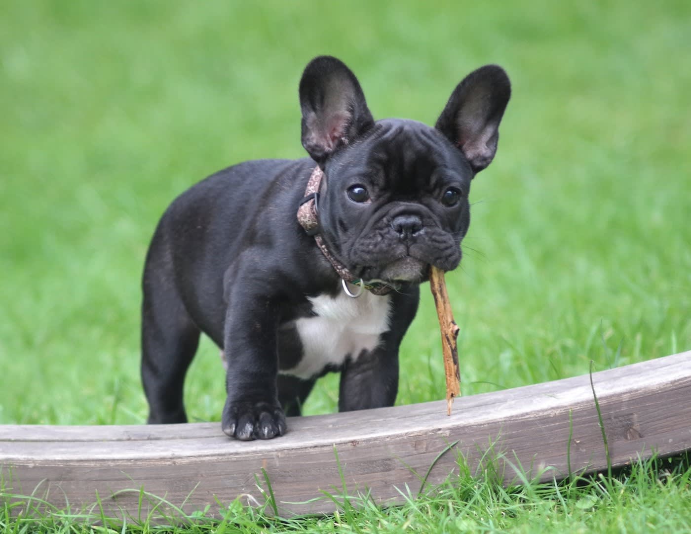 black french bulldog at the park holding a stick