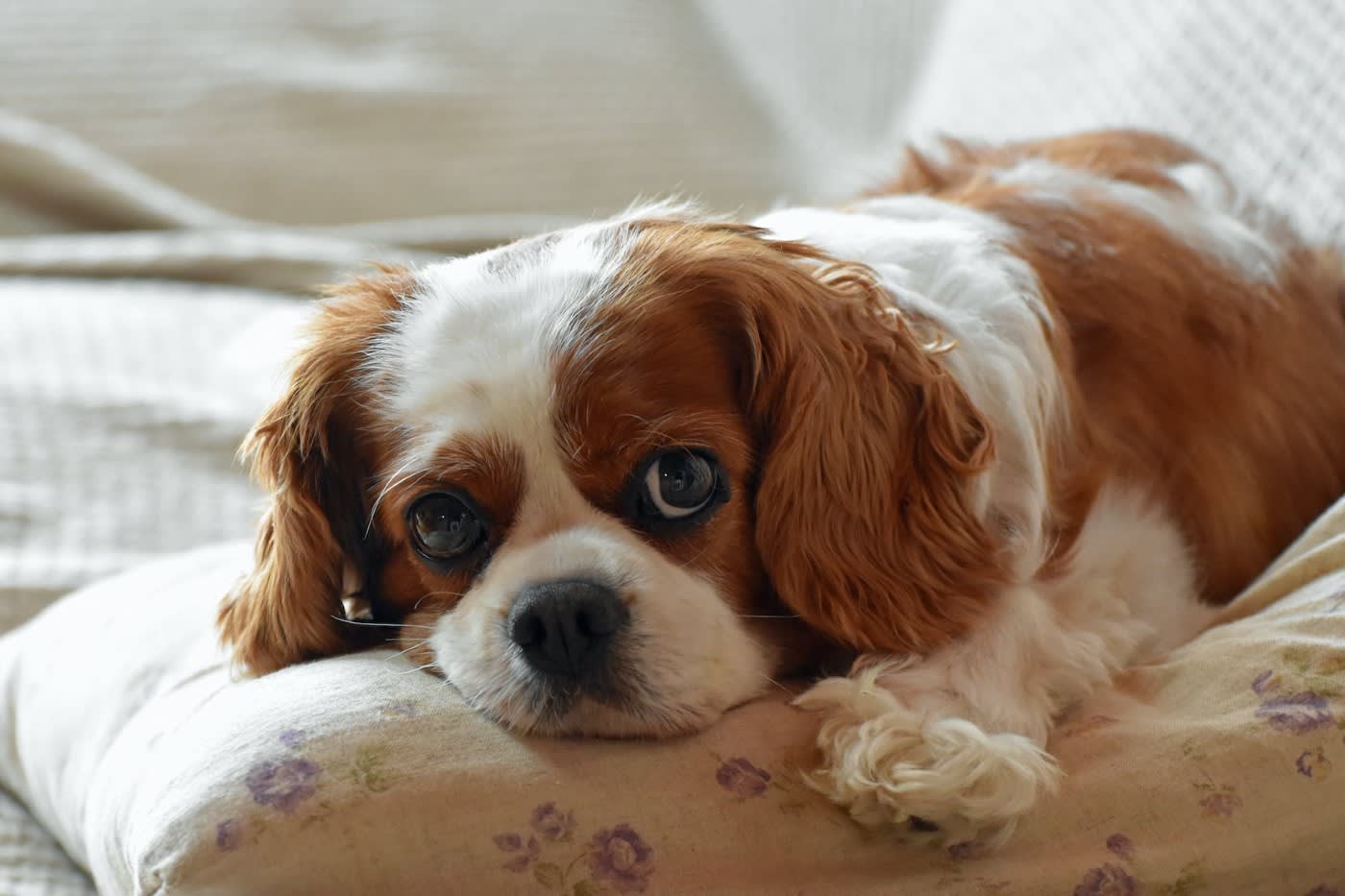 Cavalier King Charles Spaniel lays on the couch