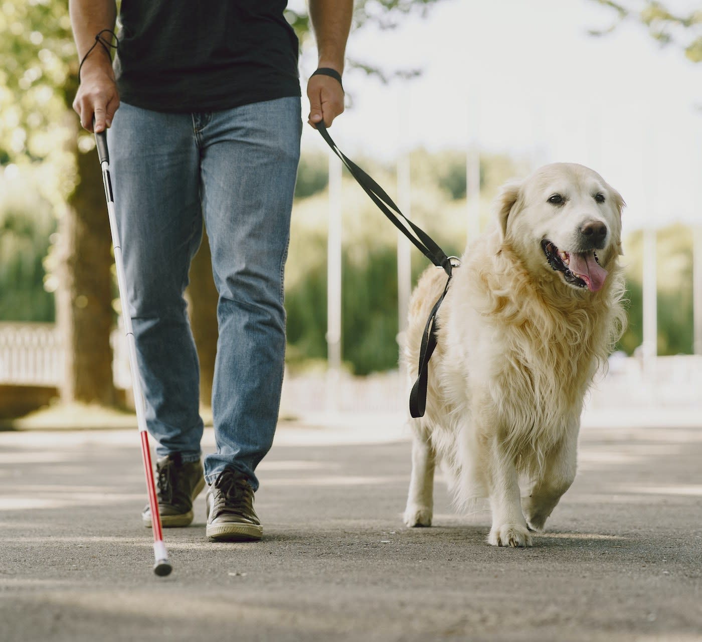 service animal guiding his blind user