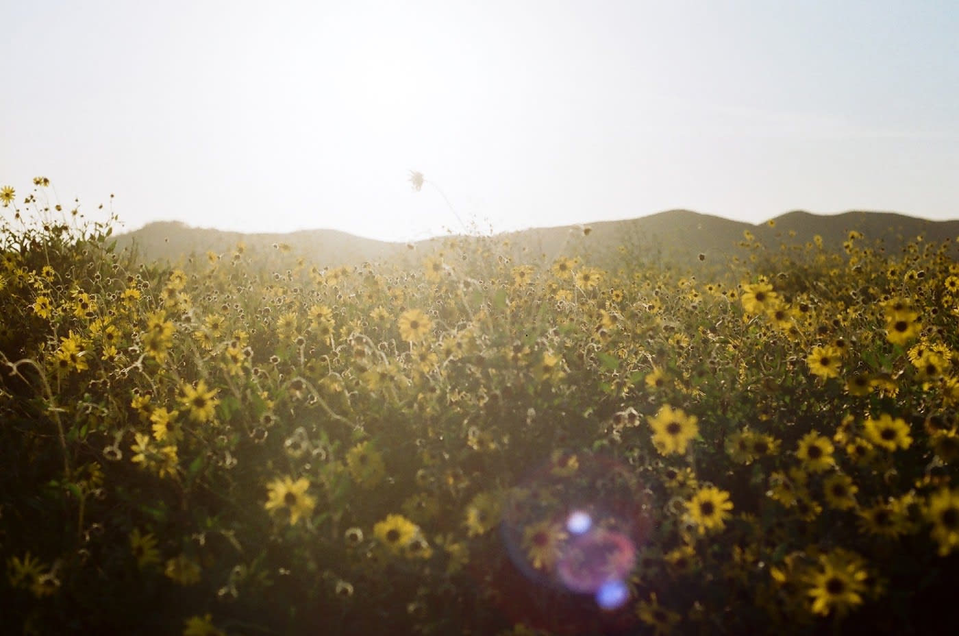 wild flowers with the sun shining on them