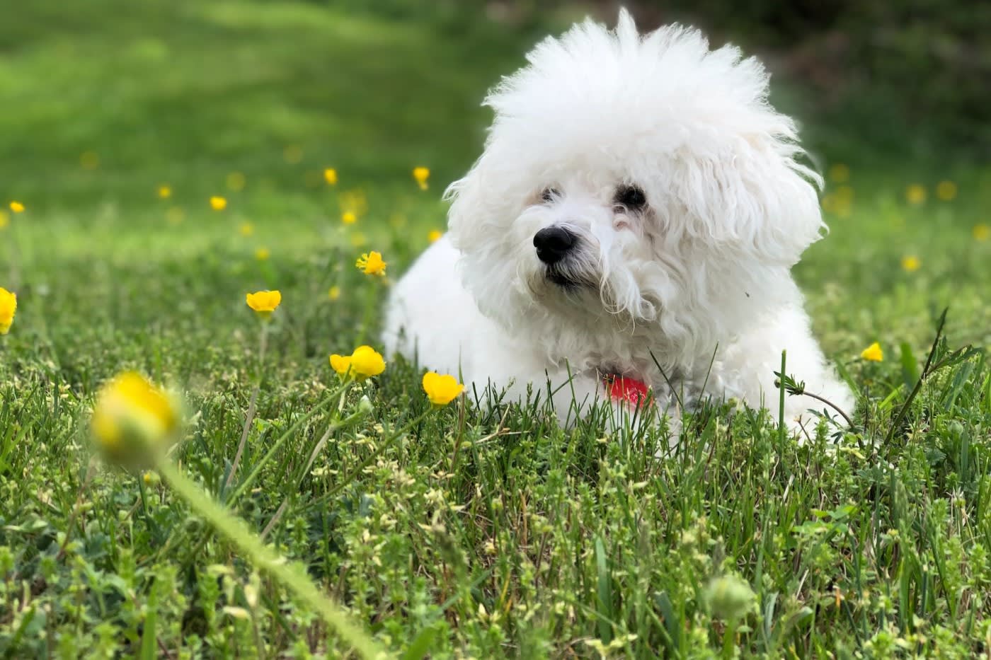 a Bichon Frise dog sitting on the grass