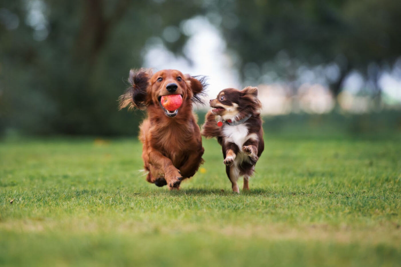 two dogs running at the park and playing with a ball