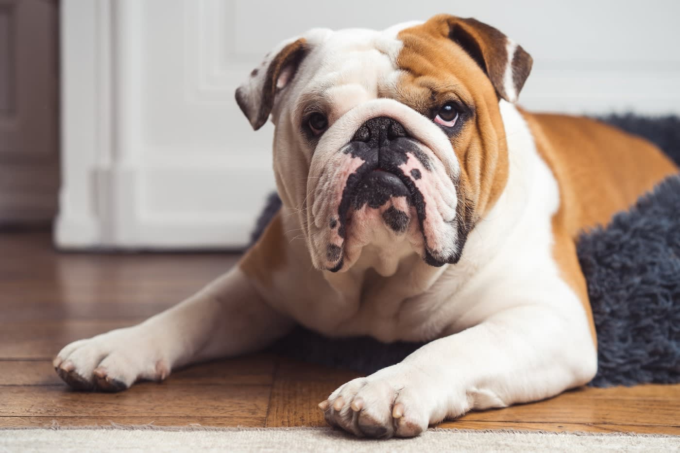 English bulldog sitting on the floor