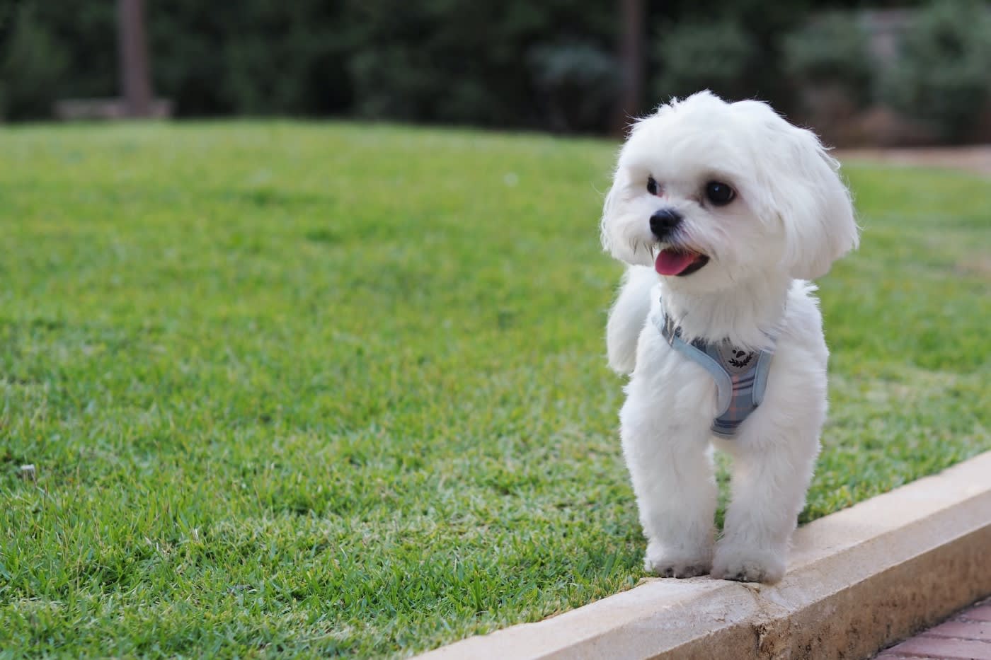 Maltese dog laying on the grass
