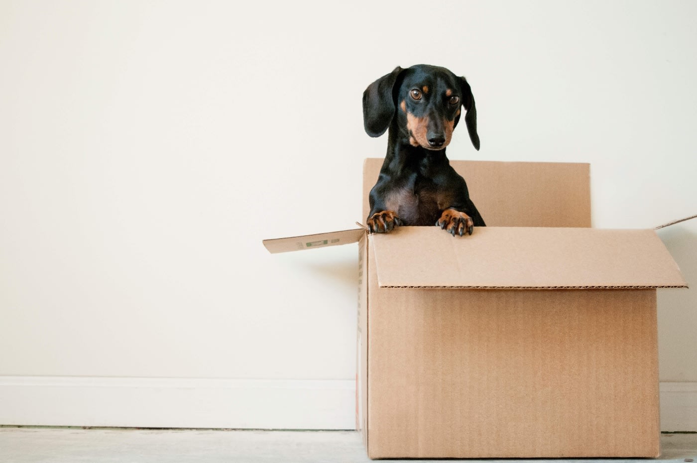 young daschund puppy in cardboard box