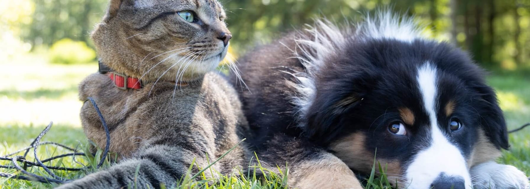 Dog and cat lying in grass together