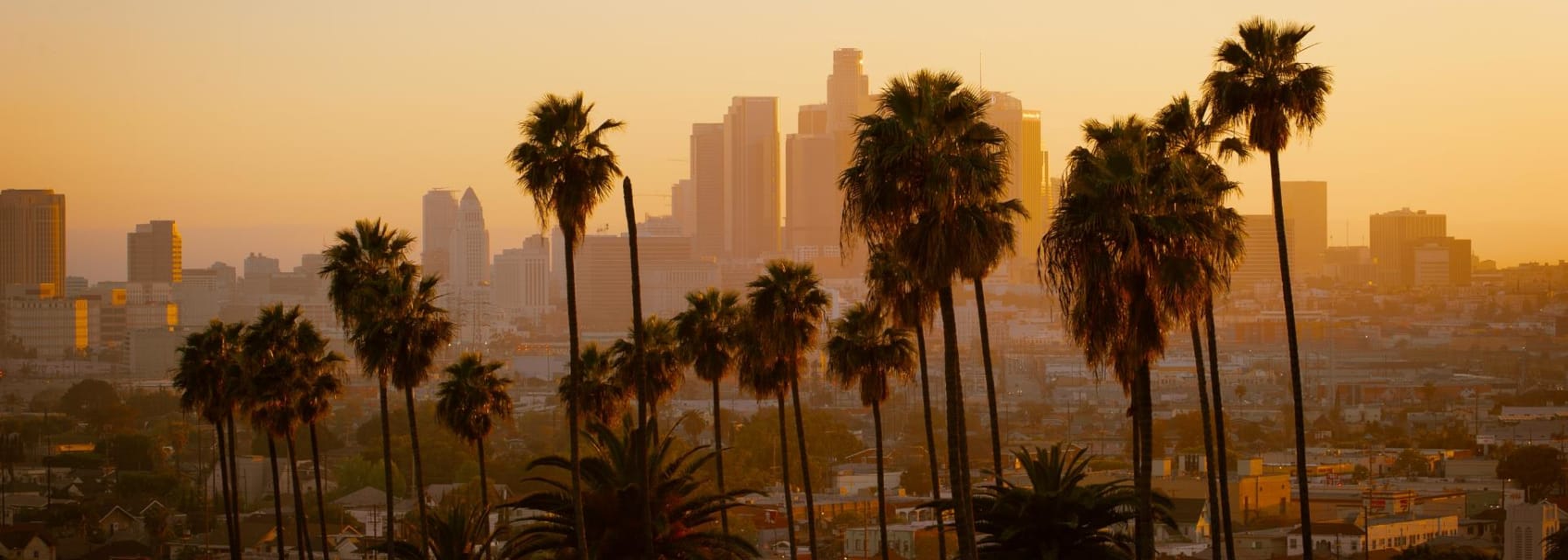 A row of palm trees at dusk with the los angeles skyline visible in the distance.