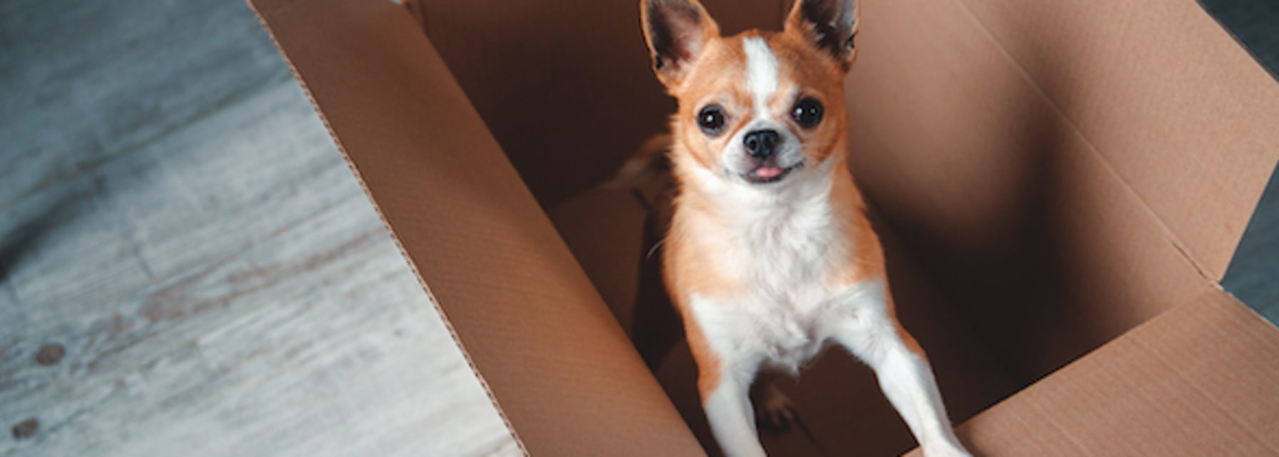 a dog in a box