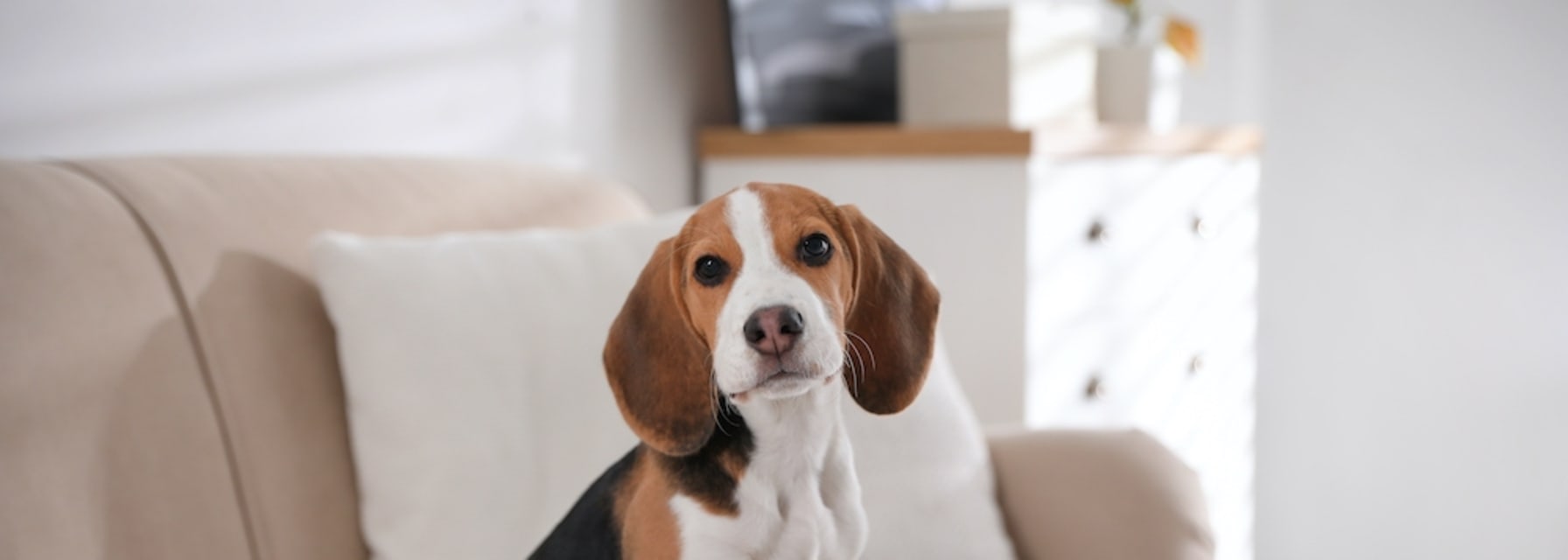 Beagle on sofa