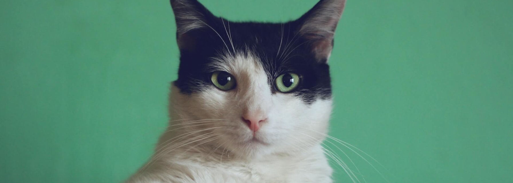 a tuxedo cat peers over a bamboo headboard